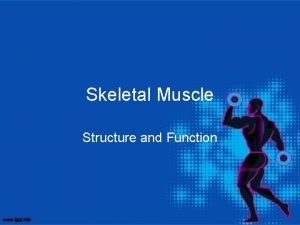 Skeletal Muscle Structure and Function Skeletal Muscle Attached