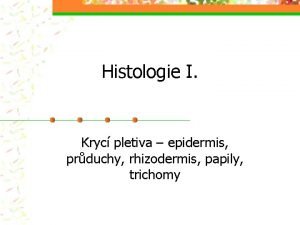 Histologie I Kryc pletiva epidermis prduchy rhizodermis papily