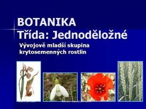 BOTANIKA Tda Jednodlon Vvojov mlad skupina krytosemennch rostlin