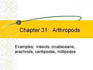 Arthropods examples