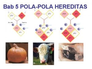 Bab 5 POLAPOLA HEREDITAS Bab 5 PolaPola Hereditas
