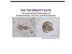 THE TERMIGHTY GUTS An Invertebrate Exploration of Endosymbiosis