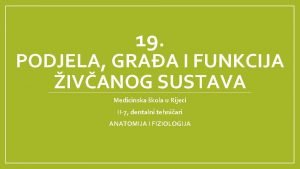 19 PODJELA GRAA I FUNKCIJA IVANOG SUSTAVA Medicinska