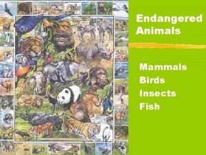 Endangered Animals Mammals Birds Insects Fish Some Endangered