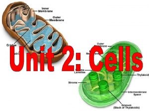UNIT 2 Cells Chapter 4 Cells and Energy