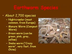 Earthworm Species About 2 700 species Nightcrawler most