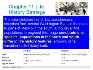 Chapter 11 Life History Strategy The sideblotched lizard