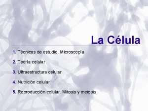 Células m
