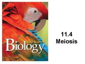 Meiosis chromosome number
