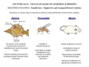 Cellular bases of learning and memory