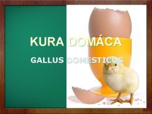 KURA DOMCA GALLUS DOMESTICUS S Y S T