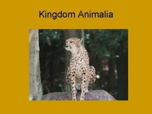Characteristics of animalia kingdom
