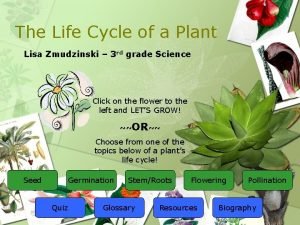 The Life Cycle of a Plant Lisa Zmudzinski