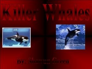 Whales dolphins Whales dolphins