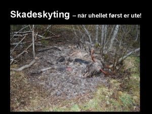 Skadeskyting nr uhellet frst er ute Skadeskyting Skadeskyting