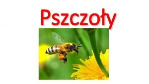 Pszczoła budowa