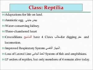 Class Reptilia Adaptations for life on land Amniotic