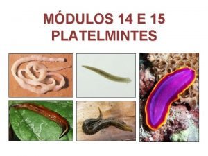 Planaria reprodução