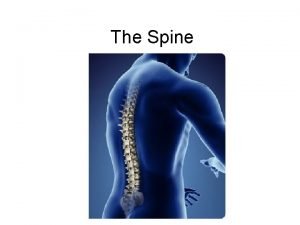Spine components