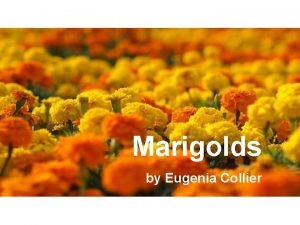 Marigolds by eugenia collier Marigolds by eugenia collier