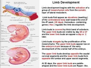 Limb Development Limb development begins with the activation
