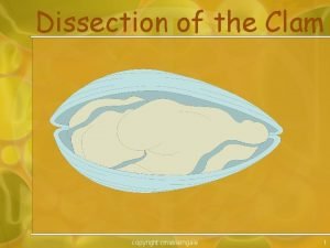 Dissection of the Clam copyright cmassengale 1 Taxonomy