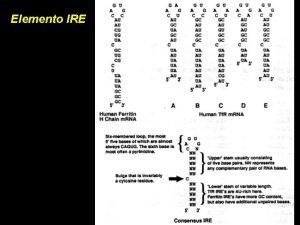 Elemento IRE Regolazione traduzionale dellm RNA della ferritina