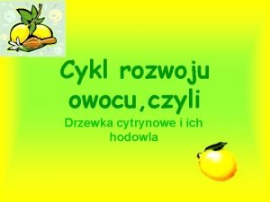 Cykl rozwoju owocu czyli Drzewka cytrynowe i ich