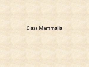 Class Mammalia Ancestors of Mammals 300 m y