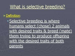 What is selective breeding Definition Selective breeding is