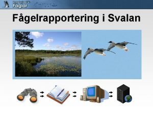 Fgelrapportering i Svalan Frn observation till rsrapport 11292020