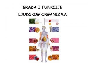 Ljudski organizam