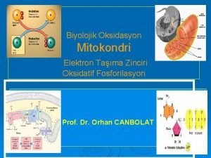 Biyolojik Oksidasyon Mitokondri Elektron Tama Zinciri Oksidatif Fosforilasyon