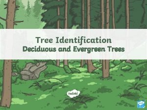 Tree Identification Deciduous and Evergreen Trees Aim To