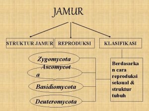 Gambar daur hidup basidiomycota Gambar daur hidup basidiomycota