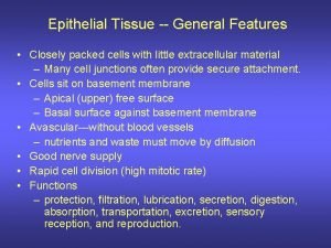 Filtration epithelial tissue