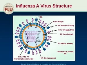 Influenza A Virus Structure NS 2 Lipid Bilayer