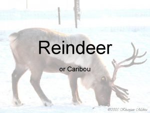 Do raindeers have tails Do raindeers have tails