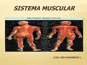 Sistema muscular funciones