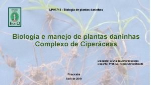 Tiririca planta daninha