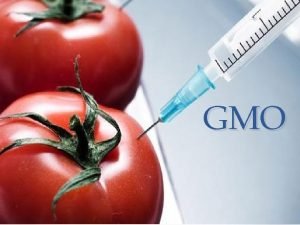 GMO Mit GMO tarkoittaa Geenimuunneltu organismi Sill tarkoitetaan