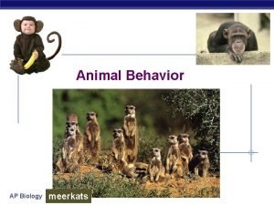 Animal Behavior AP Biology meerkats What is behavior