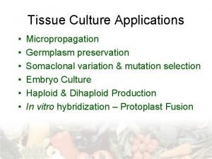 Tissue Culture Applications Micropropagation Germplasm preservation Somaclonal variation