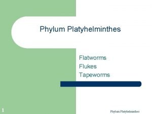 Phylum Platyhelminthes Flatworms Flukes Tapeworms 1 Phylum Platyhelminthes