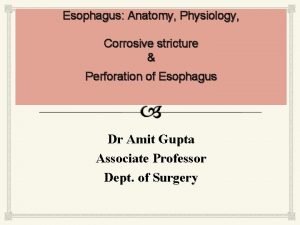 Esophagus Anatomy Physiology Corrosive stricture Perforation of Esophagus