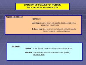 SARCOPTES SCABIEI var HOMINIS Sarna sarcptica escabiosis roa