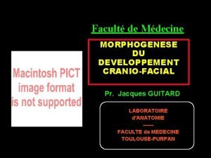 Facult de Mdecine MORPHOGENESE DU DEVELOPPEMENT CRANIOFACIAL Pr