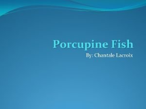 Porcupine Fish By Chantale Lacroix Species Kingdom Animalia