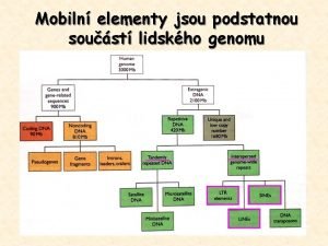 Mobiln elementy jsou podstatnou soust lidskho genomu Mobiln