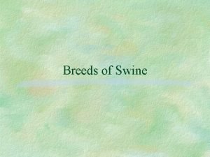 Breeds of Swine Berkshire Originated in England Black